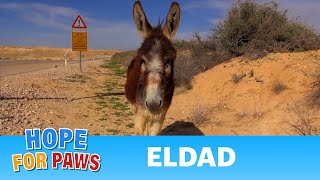 Donkeys  animated music video  MrWeebl [upl. by Halle149]