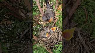 American Robin Nest  Journey from Building Nest to Chirping Nestlings [upl. by Kessiah]