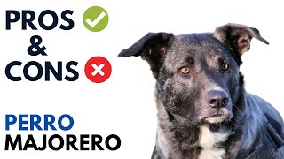 Perro Majorero Dog Pros and Cons  Majorero Dog Advantages and Disadvantages [upl. by Revert]