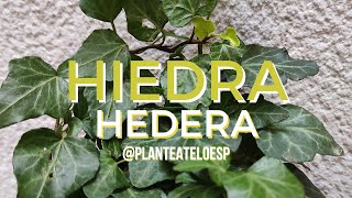 🌿Hiedra Hedera Hélix Yedra Hedera Plantas en 5 minutos🌿 [upl. by Radborne]