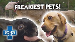 Freakiest Medical Conditions 😱  Compilation  Bondi Vet [upl. by Rehptosirhc]