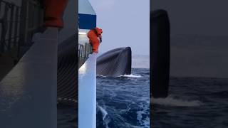 The blue whale is so big that it scares people [upl. by Aryad744]