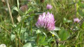 How to Identify Red Clover [upl. by Hamnet415]