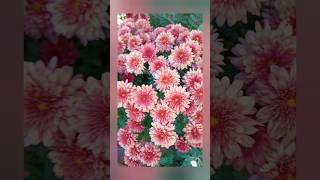 Beautiful🌸Chrysanthemum🌸gardengoalsshortsvideosviralvideo [upl. by Fannie]