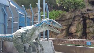 UNIVERSAL STUDIOS hollywood jurassic world raptor blue [upl. by Rosio]