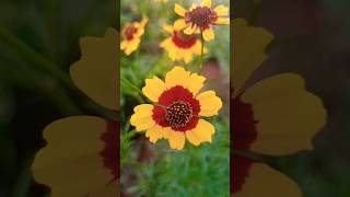 Beautiful coreopsis tinctoria flowers coreopsis flowers shorts [upl. by Camile]