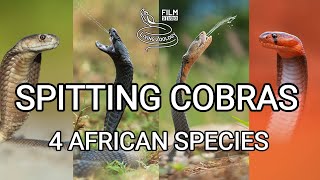 Deadly venomous spitting cobras best wild snake action Red Mozambique Blacknecked Ashes [upl. by Meeker40]