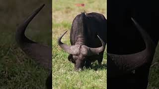 The Complex Social Life of African Buffalo [upl. by Hueston]