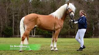 Hengstpräsentation PonyPark Padenstedt Wolfgang Kreikenbohm Haflinger Deckhengste Reinzucht [upl. by Alexandria77]