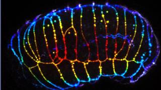 ZEISS LSM 880 with Airyscan Fast mode acquisition of C elegans embryo [upl. by Jeni]