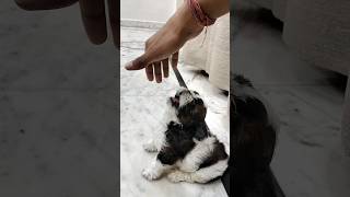 shihtzu Puppy Barking  ShihTzu barking dog shihtzupuppies [upl. by Aisilef111]