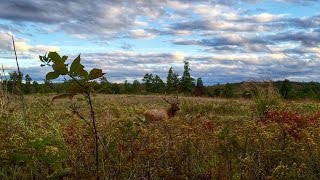 Elk in the Hills n Hollers of Kentucky [upl. by Hildebrandt]