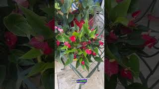 Anthuriums and Their Secrets [upl. by Damon]