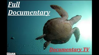 Aquatic Life of The Persian Gulf  Full Documentary  Documentary TV [upl. by Norwood]