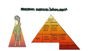 306  Hijerarhija živčanoga sustava [upl. by Niessuh]