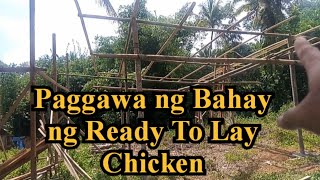 Layer Housing ng Ready To Lay Chicken Layer Poultry Farming  RAFFYBOY [upl. by Ysac]