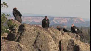 Flying giantsrare California condors return to Utah skies [upl. by Halak]