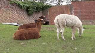 Heaton Park Animal Centre Manchester [upl. by Huxley]