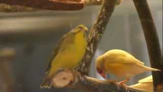 Male Green Singer finch singing Gouldians in background [upl. by Guntar522]