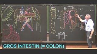 Anatomie du gros intestin colon Abdomen 7 [upl. by Aninay]