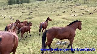 Alpabzug 2019  Freiberger Barbüda [upl. by Rossen]