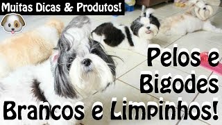 Pelos Brancos e Limpos  Dicas e Produtos P Clarear Pelos Shih TzuMaltêsLhasa Apso ๏ Lói Cúrcio [upl. by Cordelia]