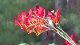 Ruby Throated Hummingbird on Crocosmia Lucifer [upl. by Dilahk113]