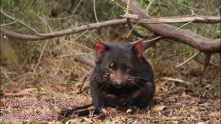 Tasmania Devil Monarto Safari Park [upl. by Annahvas312]