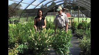 Home Gardener  Native Shrubs Clethra and Buttonbush [upl. by Power]