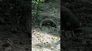 Mongoose is eating cluster figGular Indian fig🦫🦦🥝 [upl. by Lama]