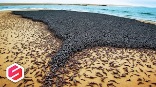 JUTAAN MAHLUK ANEH PENUHI PANTAI Ini fenomena aneh dan langka yang terekam kamera [upl. by Irrabaj]