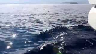 Moalboal Dolphin Watching Snorkeling at Pescador Island amp Sardines In Panagsama Beach [upl. by Nottage614]