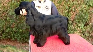 English Cocker Spaniel grooming by Rita Szakács [upl. by Indys]