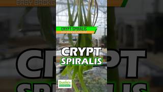 CRYPTOCORYNE SPIRALIS Aquarium Plant For Sale [upl. by Girovard793]