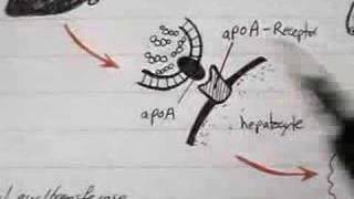 Lipoprotein Physiology HDL 44 [upl. by Aritak146]