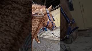 Its horse hair shedding season 🐴 🎥 ride4culture [upl. by Keil121]