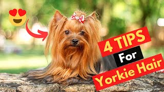 How can you make your Yorkies Hair Grow 4 Amazing Tips for Silky Yorkie Hair [upl. by Annayr]