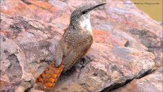 Canyon Wren Song and Call [upl. by Nylacaj]