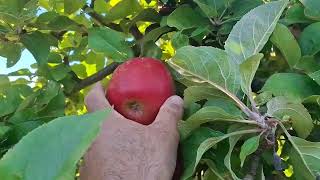 Cueillette pommes à SaintSoupplets nature fruit 🍏 🍎 [upl. by Initirb]