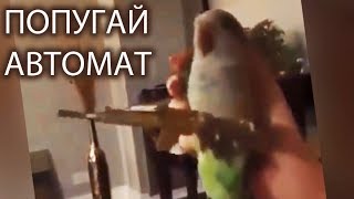 Попугай с автоматом  Попугай стреляет из автомата  Parrot with a gun [upl. by Pelaga146]