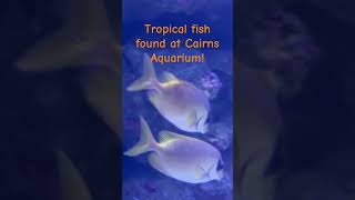 Majestic Tropical fishes found at Cairns Tropical FishCairns [upl. by Oran]