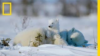 The Life of a Baby Polar Bear  Ep 4  Wildlife The Big Freeze [upl. by Whiting]