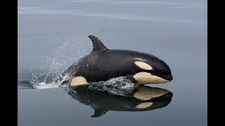 Orcas Vancouver Island Port McNeil with MacKay Whaletime [upl. by Sivolc]