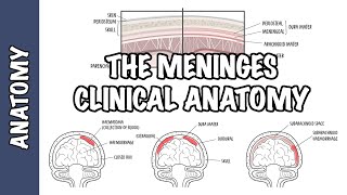 Clinical Anatomy  Meninges Intracranial hematoma subdural epidural subarachnoid and meningitis [upl. by Christianson197]