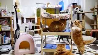 【マンチカンズ】猫専用の３段ベッド  triple‐deck bed for cats [upl. by Bren326]