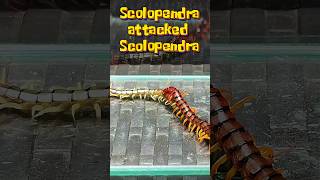 Scolopendra attacked Scolopendra [upl. by Persson691]