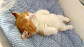 Super CUTE and FUNNY Munchkin Cats 😂Funny Cats Videos 2023 [upl. by Mack681]