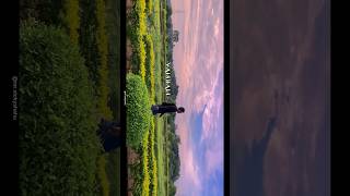 Landscape of Vaishali shorts cinematic shotoniphone vaishali film mrvickyshahu [upl. by Zap172]