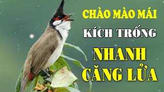 CHÀO MÀO MÁI KÍCH TRỐNG CĂNG LỬA  CÁCH KÍCH LỬA CHÀO MÀO SỔ BỌNG HÓT CHÉ chàomàohót [upl. by Orin744]