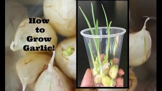 How to Grow Garlic [upl. by Melonie]